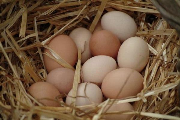 Eier zur Inkubation