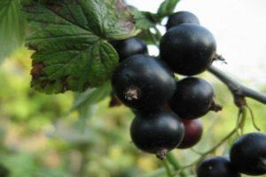 Descrierea soiului de coacăze negre, caracteristicile plantării și îngrijirii