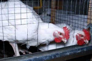Rules for keeping and growing broilers at home in cages