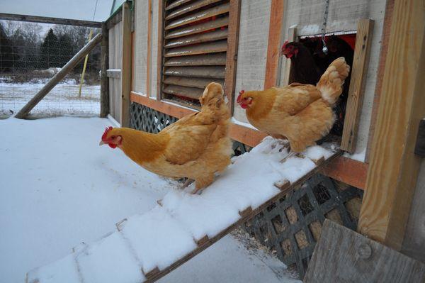 kippen in de winter