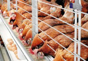 Quy tắc chăm sóc và bảo dưỡng gà trong mùa đông cho người mới bắt đầu nuôi tại nhà