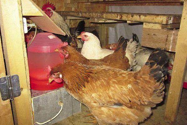 fodring af kyllinger