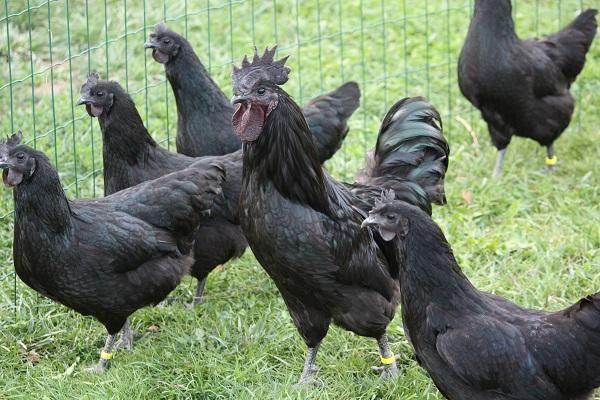 czarne kurczaki