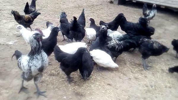 Hühner füttern