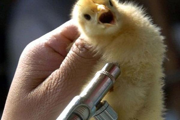 očkování kuřecím masem