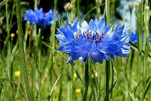 floare albastru