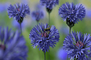 Description of the best varieties of perennial cornflower, cultivation and care