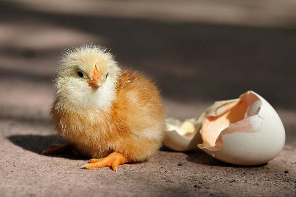 egg chick