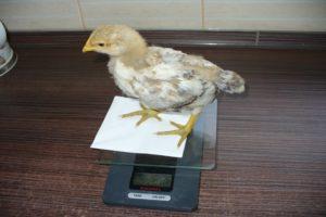 Πίνακας βάρους κοτόπουλου καθημερινά, οδηγίες για τον υπολογισμό της αύξησης βάρους