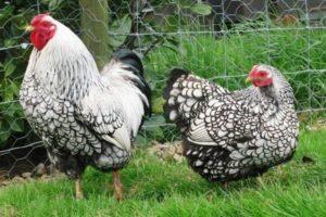 Egenskaber og beskrivelse af Wyandotte-hønserassen, vedligeholdelsesregler