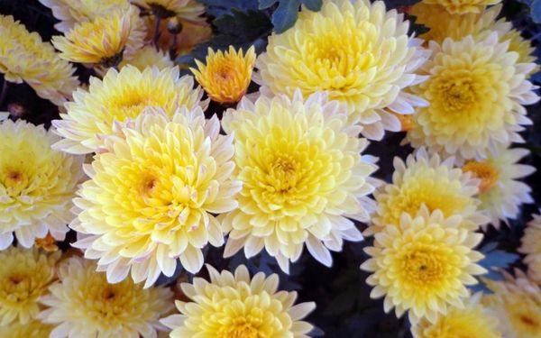Ang mga chrysanthemums dilaw