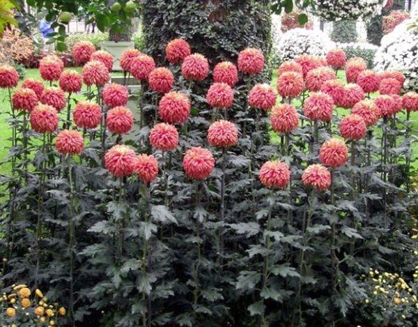 Chrysanthemum high