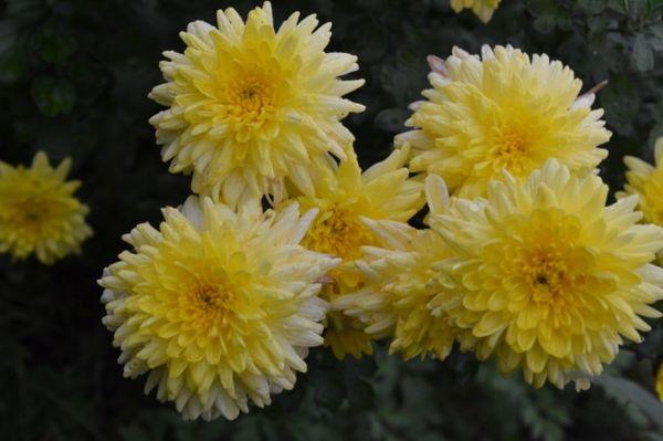 Chrysanthemum Sun