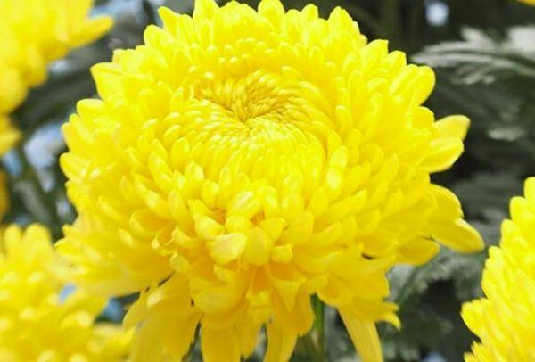 Chrysanthemum Astroid