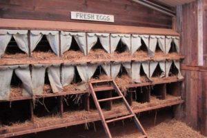Cómo hacer un nido de bricolaje para gallinas ponedoras con un recolector de huevos en casa