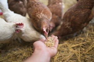What vitamins are needed for chickens and dosage, names of drugs and healthy foods