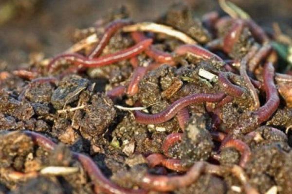 Würmer im Boden