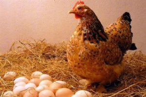 Hvorfor kyllinger lægger æg med tynde skaller og hvad man skal gøre, hvordan man foder