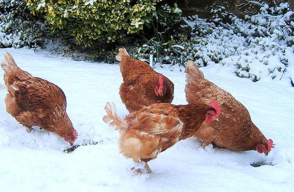 Kurczaki zimowe
