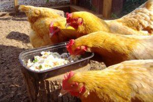 Jednoduchý recept na to, jak zvýšit produkci vajec doma