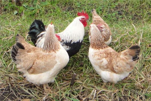 kycklingar Zagorsk lax