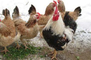A zagorski lazac csirkefajta leírása és teljes jellemzői, a tartalom finomságai