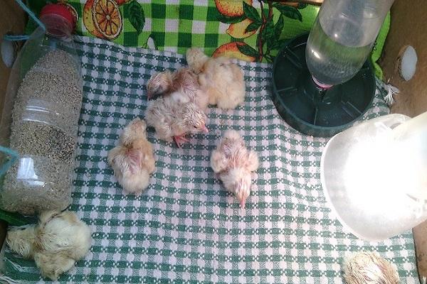 chicks on the table