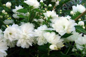 The difference between garden jasmine and chubushnik, pruning and care
