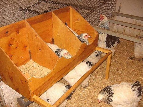 nidos de pollo