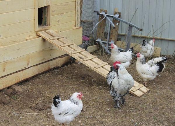 chickens in a chicken coop