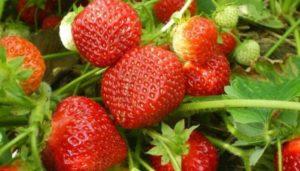 Paglalarawan at mga katangian ng mga strawberry varieties Sudarushka, pamamaraan ng pagtatanim at pag-aalaga