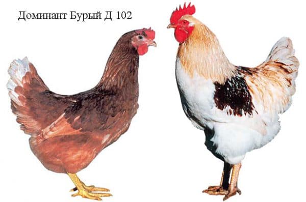 varietà di polli