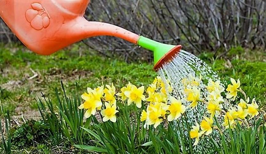 watering daffodils