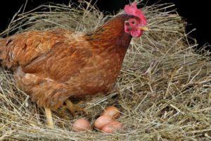 Reasons why chickens do not lay and what to do for better egg production