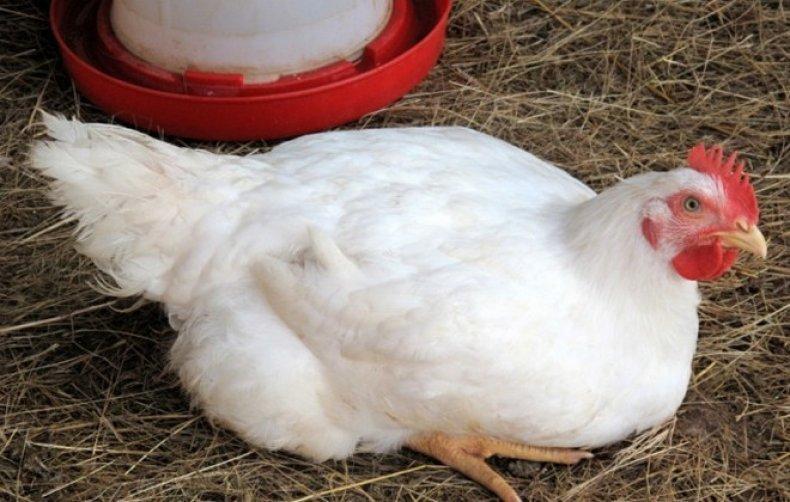 pollos de engorde Gibro-6