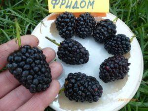 Description and characteristics of blackberries of the Prime Ark Freedom variety, reproduction and care