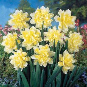 Mga paglalarawan at mga katangian ng daffodils Irene Copeland, pagtatanim at pamamaraan ng pangangalaga