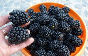 Description and characteristics of Kiova blackberries, reproduction and care