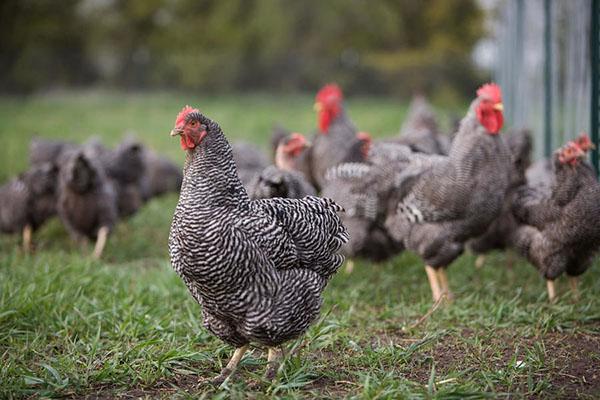 races i reproducció de pollastre