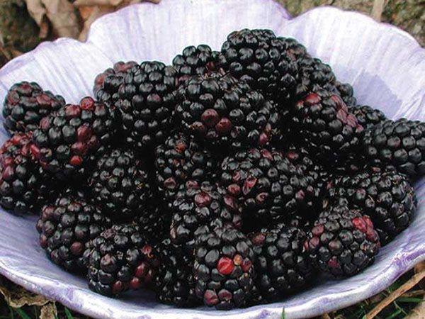 a lot of blackberries