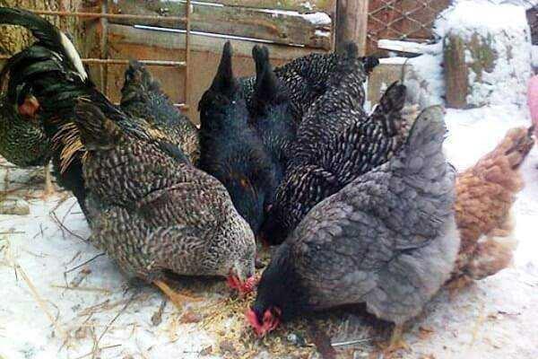 hranjenje kokoši