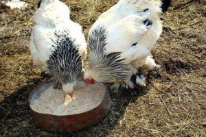 A csirkék télen történő etetésének és a normál étkezés otthonának legjobb módja
