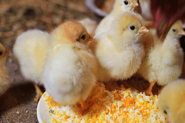alimentando polluelos