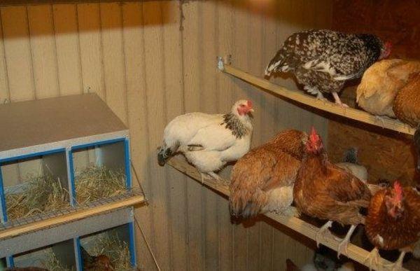kippen in een kippenhok