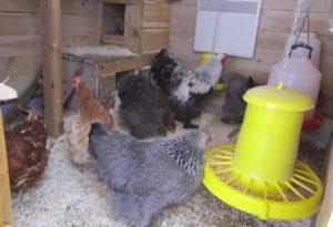 Minél jobb és olcsóbb a csirkemelegítés télen melegíteni, hogyan válasszuk ki a melegítőt