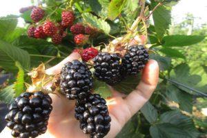 Description and characteristics of Navajo blackberries, planting and care