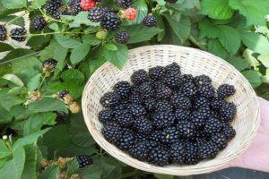 Description and characteristics of Ruben blackberries, planting and care technology