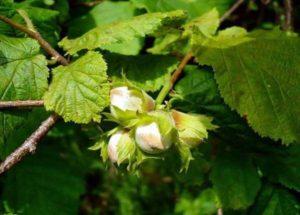 Opis a vlastnosti lieskových orechov Trebizond, jemností pestovania