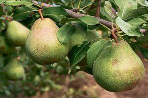 Description and pollinators of pears of the Belorusskaya late variety, planting and care