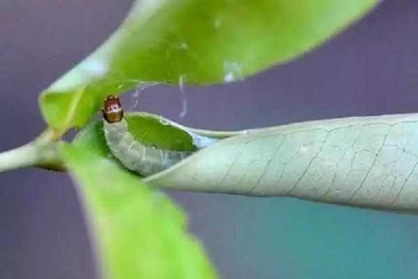 caterpillar leafworm